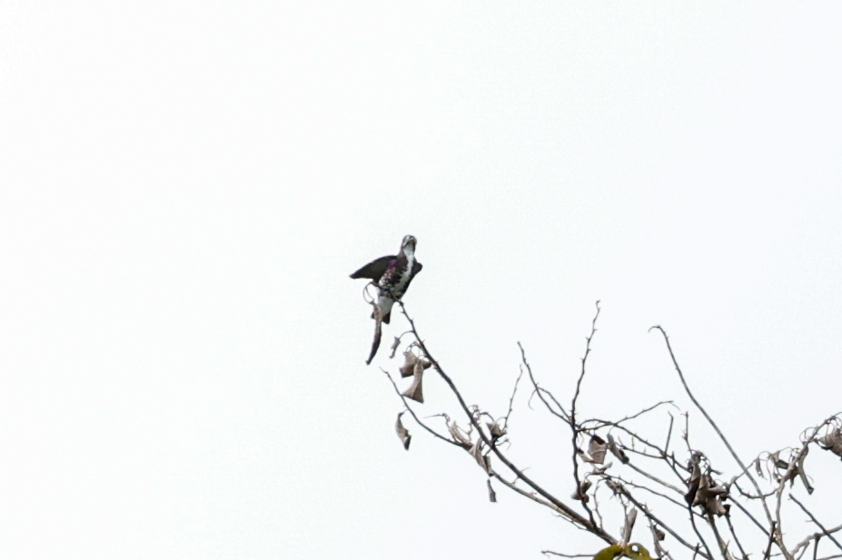 White-browed Purpletuft (Iodopleura isabellae), photo 8