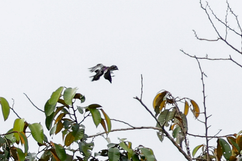 White-browed Purpletuft (Iodopleura isabellae), photo 7