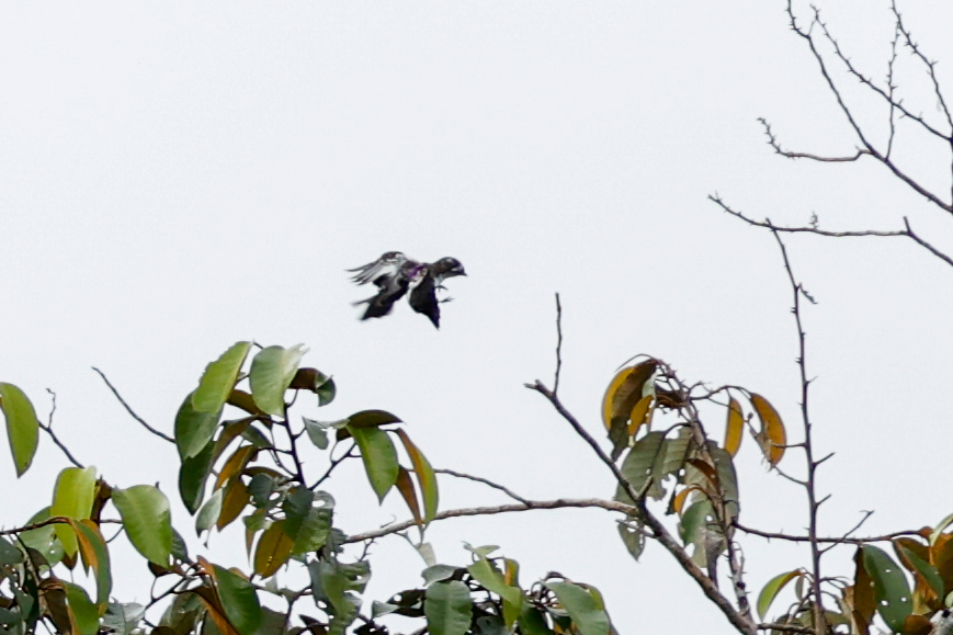 White-browed Purpletuft (Iodopleura isabellae), photo 9