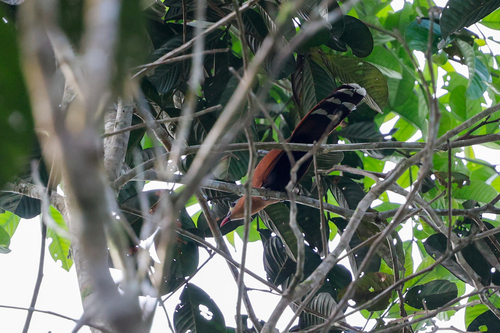 Black-bellied Cuckoo (Piaya melanogaster), photo 8