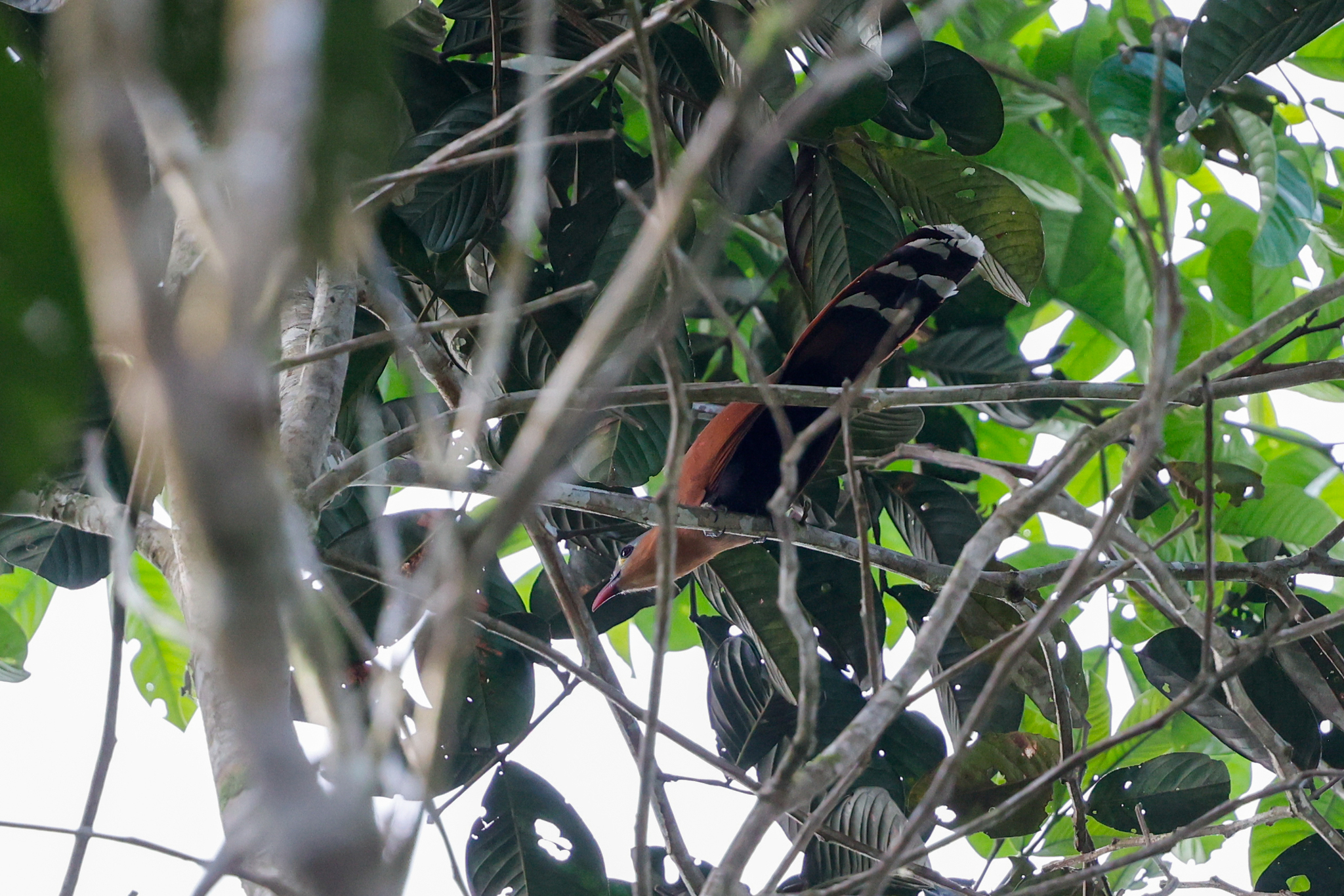 Black-bellied Cuckoo (Piaya melanogaster), photo 4