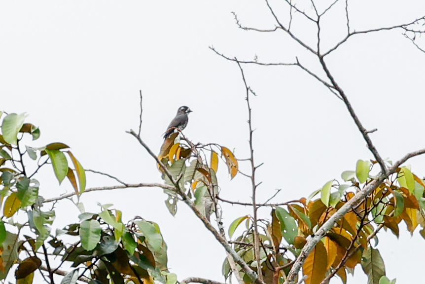 White-browed Purpletuft (Iodopleura isabellae), photo 10