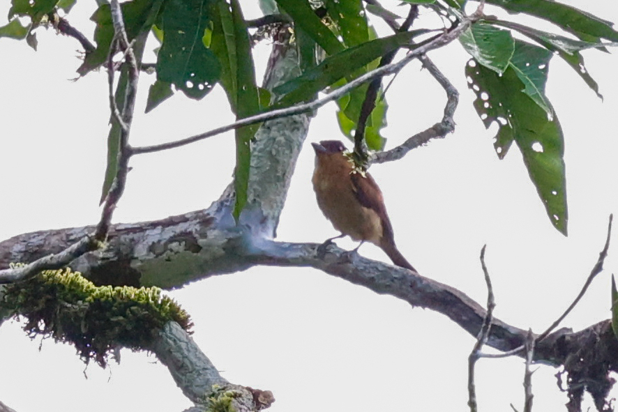 Pink-throated Becard (Pachyramphus minor), photo 5