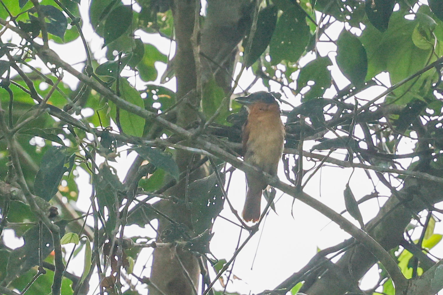 Pink-throated Becard (Pachyramphus minor), photo 4