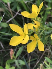 Rhexia lutea