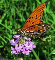 Dione vanillae maculosa