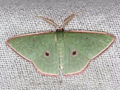 Chlorocoma cadmaria