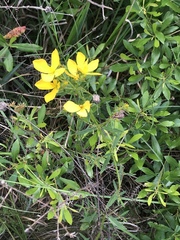Rhexia lutea