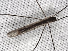 Dicranomyia punctipennis