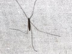Dicranomyia punctipennis