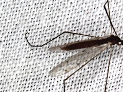 Dicranomyia punctipennis