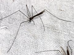Dicranomyia punctipennis