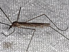 Dicranomyia punctipennis