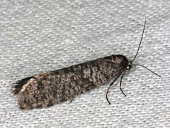 Lepidoscia annosella