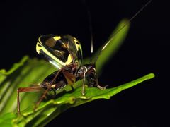 Phylloscyrtus amoenus