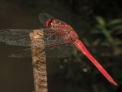 Orthemis nodiplaga
