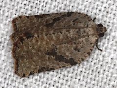 Meritastis laganodes