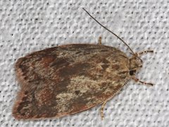 Garrha limbata