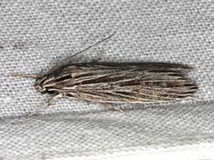 Leistarcha scitissimella