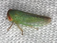 Rosopaella leurensis
