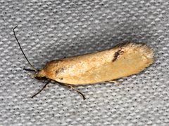 Microbela