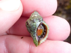 Paciocinebrina circumtexta