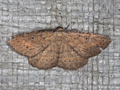 Casbia melanops