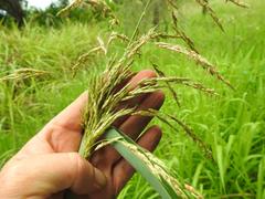 Sorghum arundinaceum