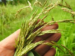 Sorghum arundinaceum