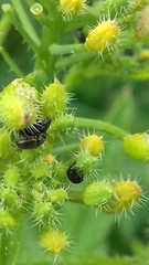 Brassicogethes aeneus