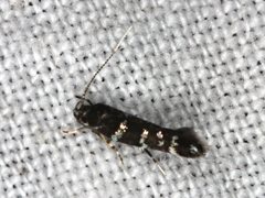 Stagmatophora argyrostrepta