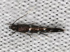 Stagmatophora argyrostrepta