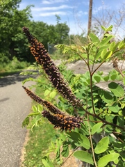 Amorpha fruticosa