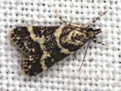 Scoparia spelaea