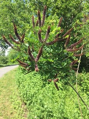 Amorpha fruticosa