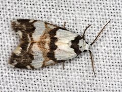 Thallarcha albicollis