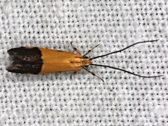 Crocanthes micradelpha