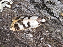 Eulechria sigmophora