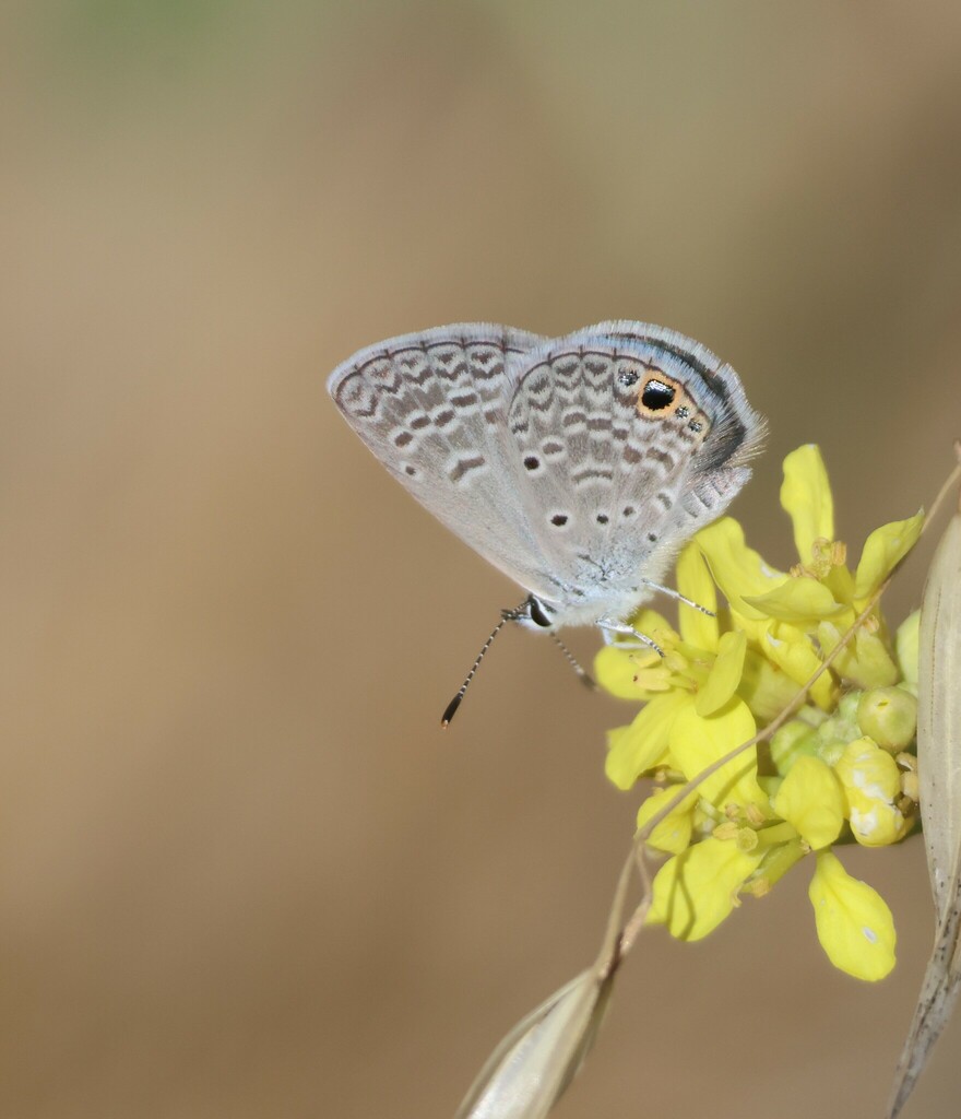 Ceraunus Blue from San Diego County, CA, USA on June 18, 2024 at 09:12 ...