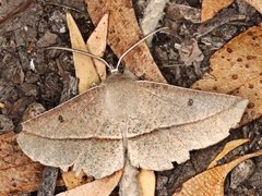 Phallaria ophiusaria