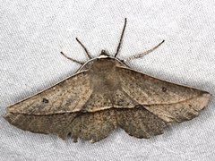 Phallaria ophiusaria