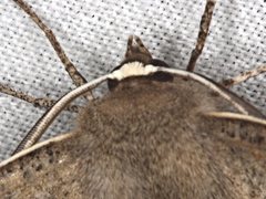 Phallaria ophiusaria