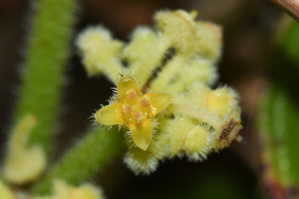 Treebine