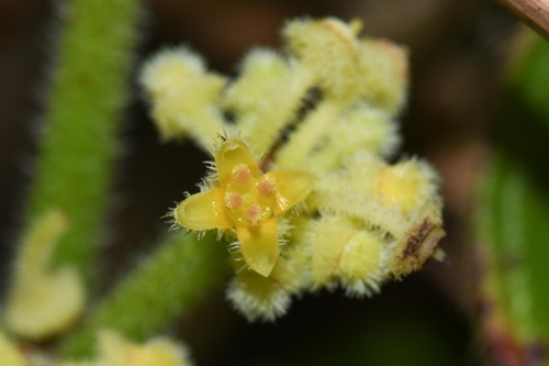 Cissus