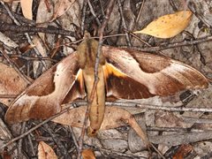 Coequosa triangularis