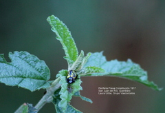 Calligrapha mexicana