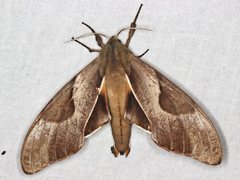 Coequosa triangularis