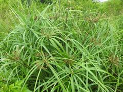 Cyperus sexangularis
