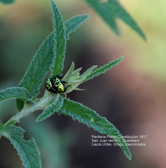 Calligrapha mexicana