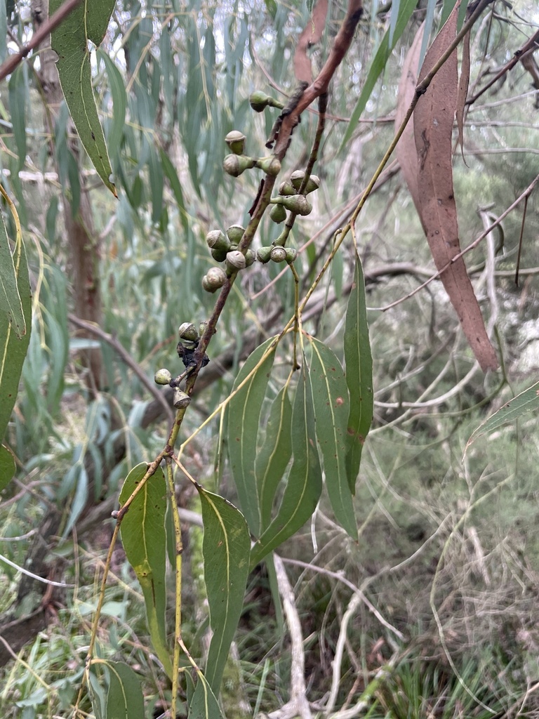 Mealy Stringybark from North Yannathan Rd, Ripplebrook, VIC, AU on June ...